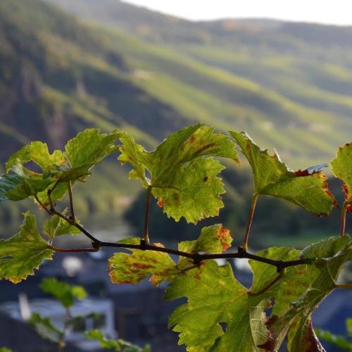 Weingut Erbes-Henn Ürzig Exterior foto