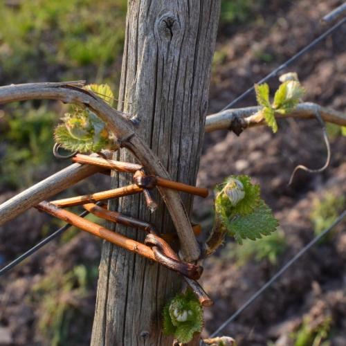Weingut Erbes-Henn Ürzig Exterior foto